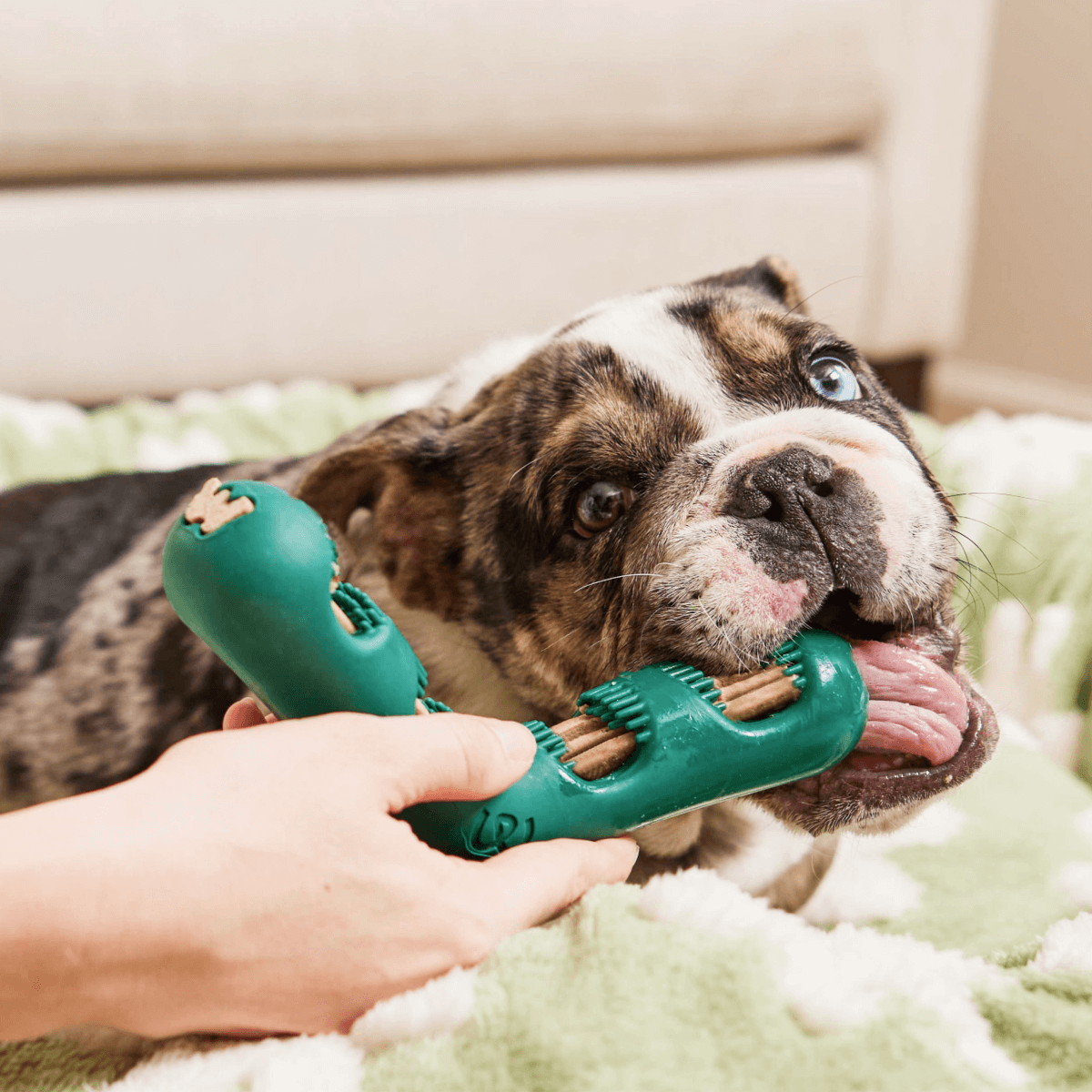 Woof The Bite n' Brush Dog Toy Woof The Bite n' Brush Dog Toy
