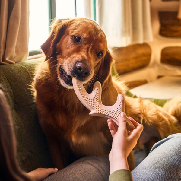 HonestChew