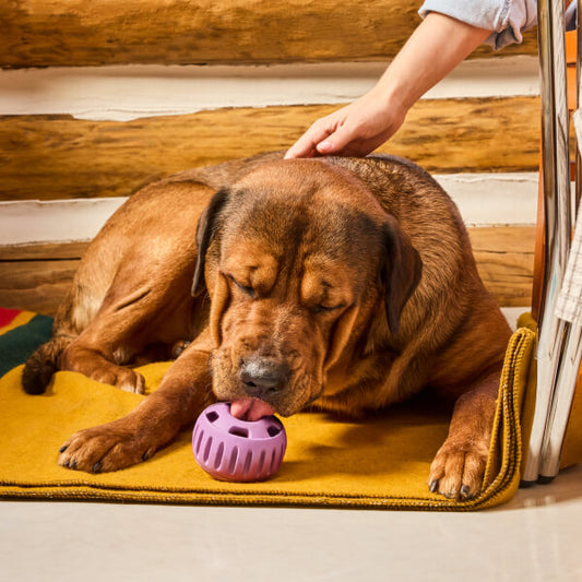 The Best Calming Activities for Anxious Dogs: Easy, Engaging Ways to H – Woof