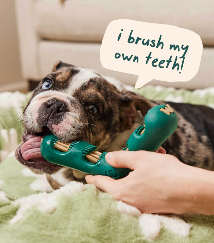 【 dog.woof  】 Woof Dog Products - The Amazing Pupsicle