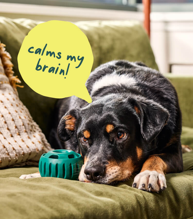 【 dog.woof  】 Woof Dog Products - The Amazing Pupsicle