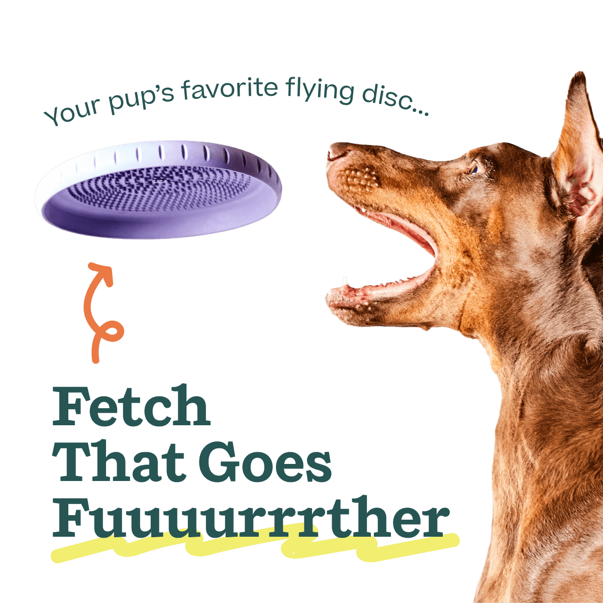 Fly n' Feed