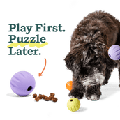 Flyball