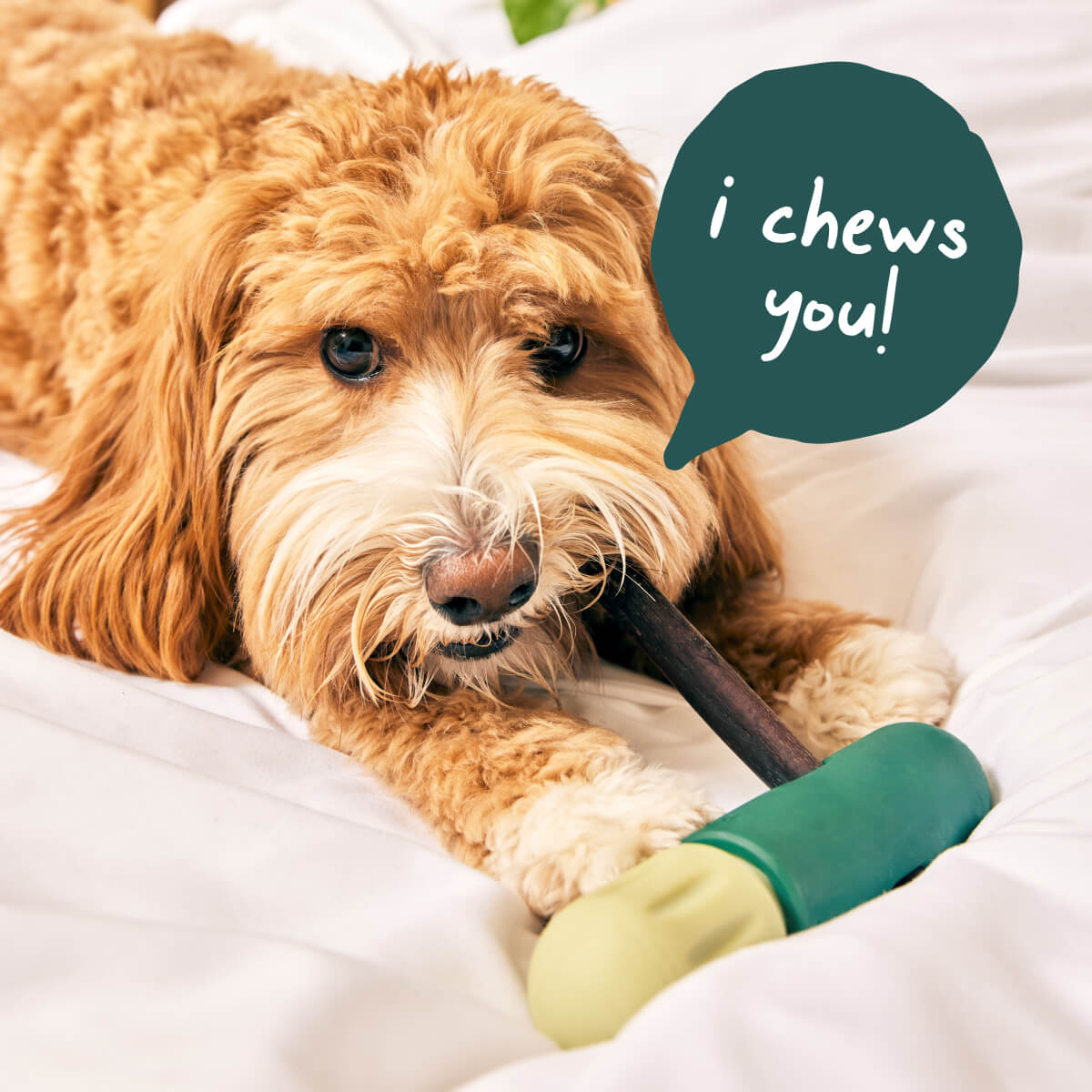 Happier Chewing Pack