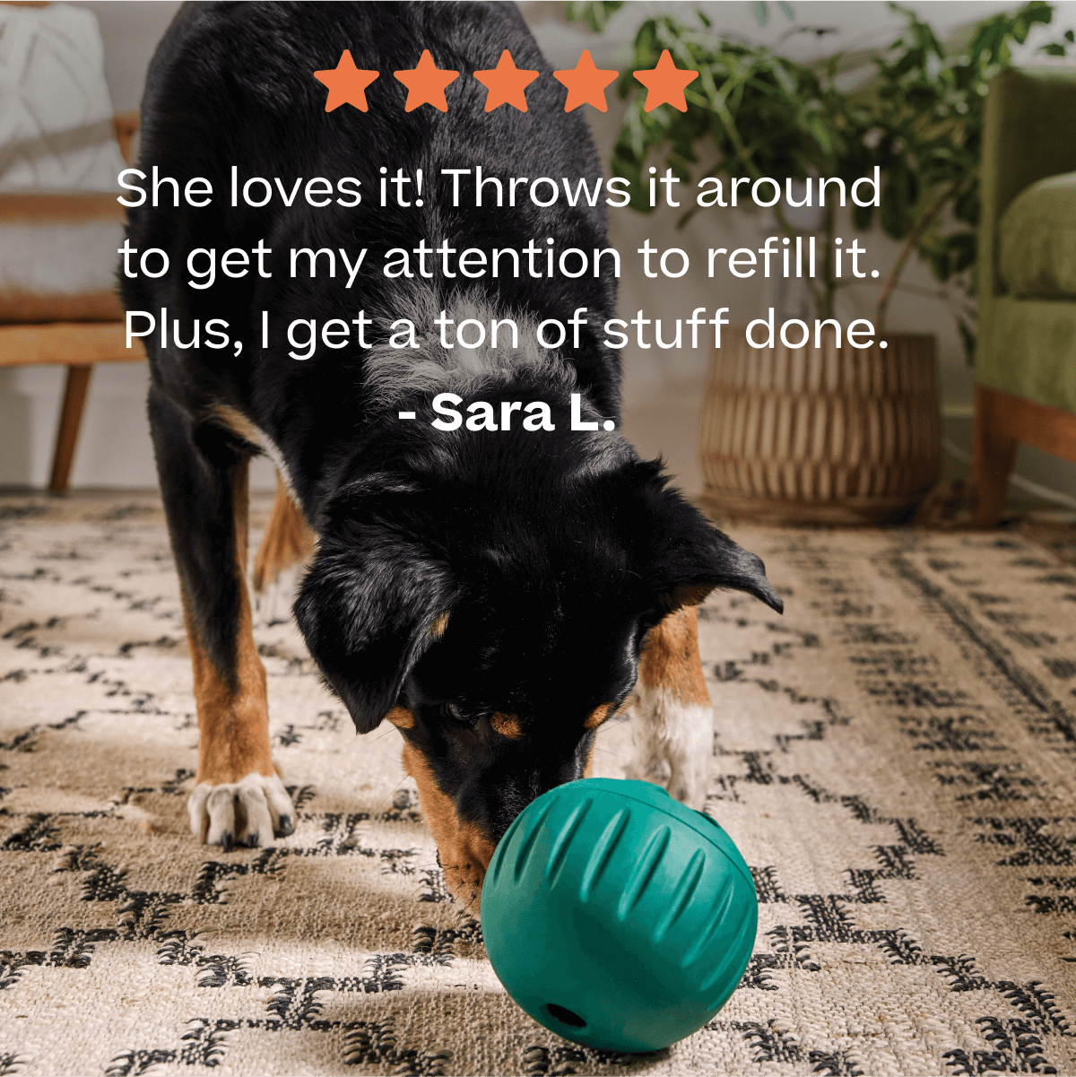 Healthier Enrichment Bundle