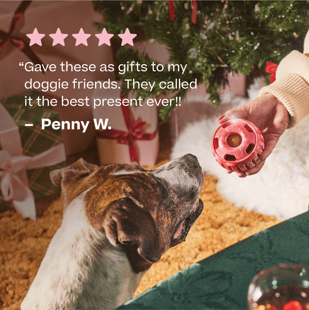 Holiday Pupsicle Pack