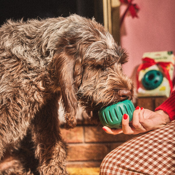 The Pupsicle Starter Pack