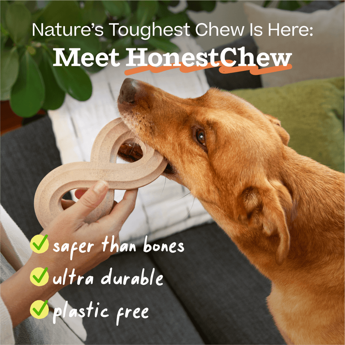 HonestChew Duo