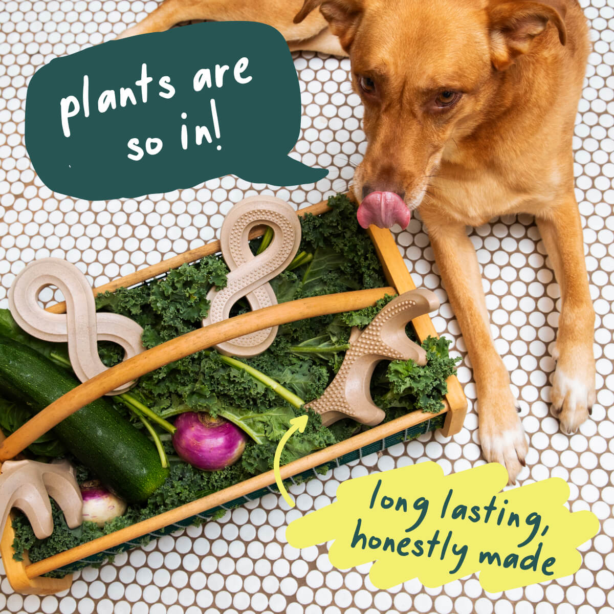HonestChew Duo