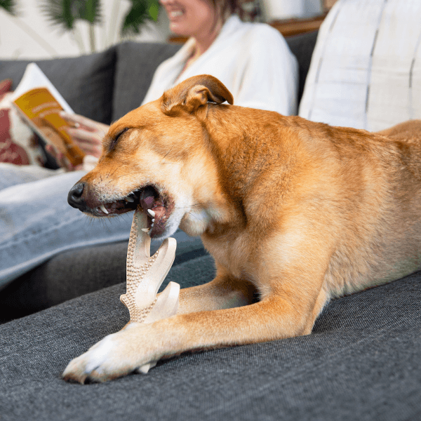HonestChew