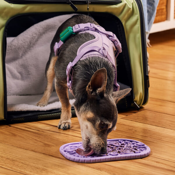 On the Go Travel Kit