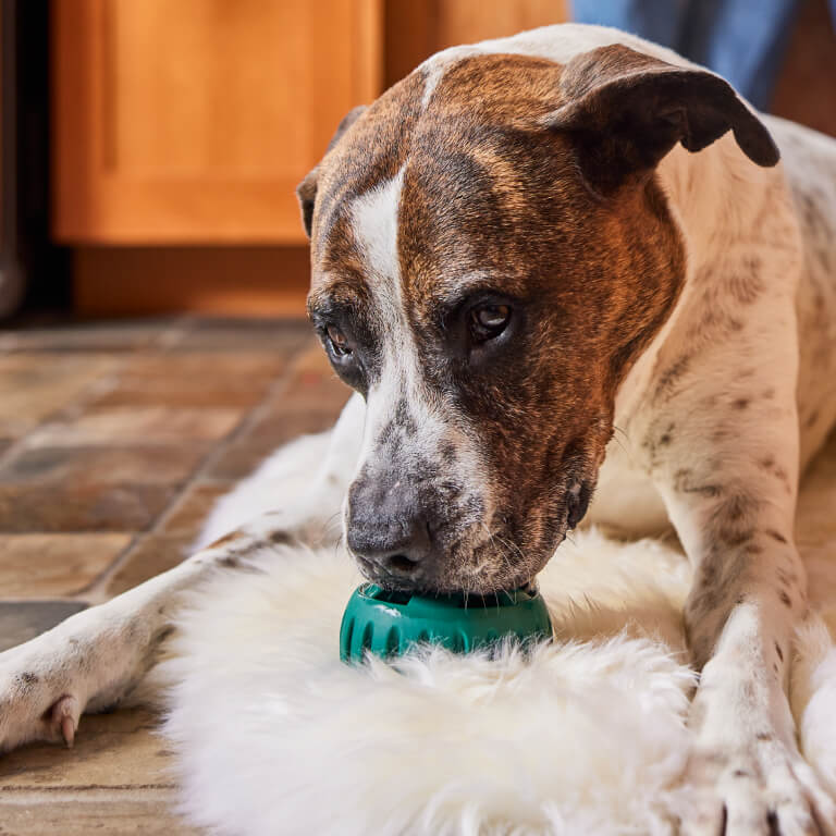 Dog lying on a rug with Pupsicle in its mouth, indoors.