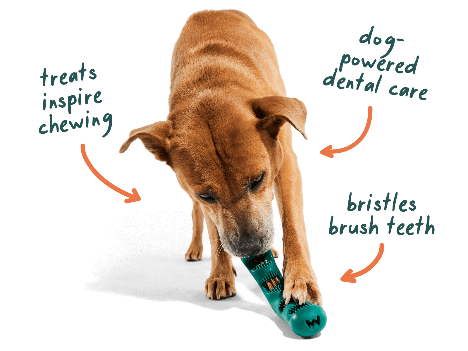 Dog Finger Toothbrush Bristly Dog Toothbrush Review Bristle