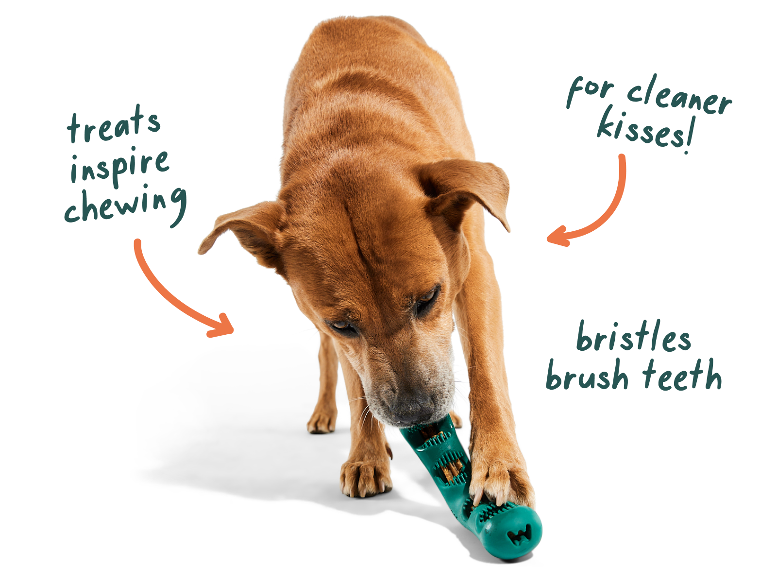 The Bite n Brush Woof