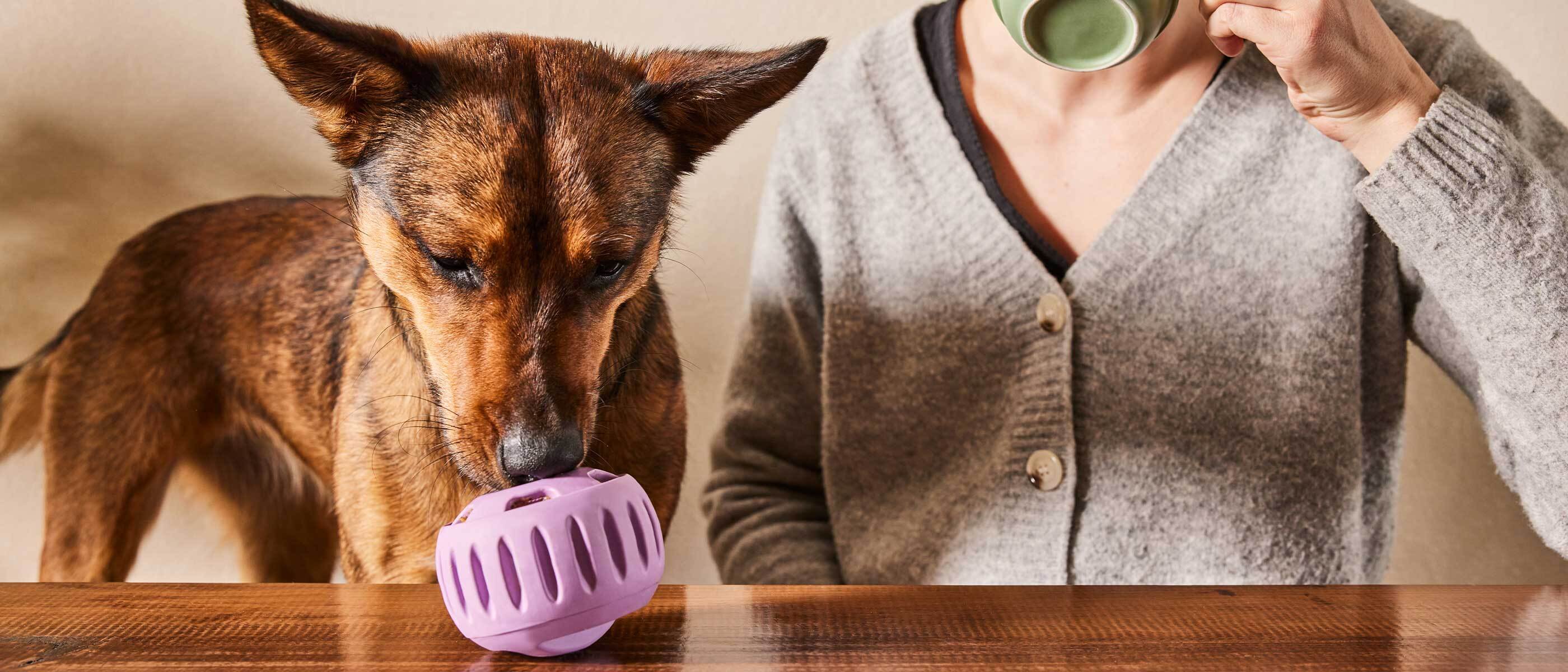 Dog licking pupsicle and woman drinking coffee