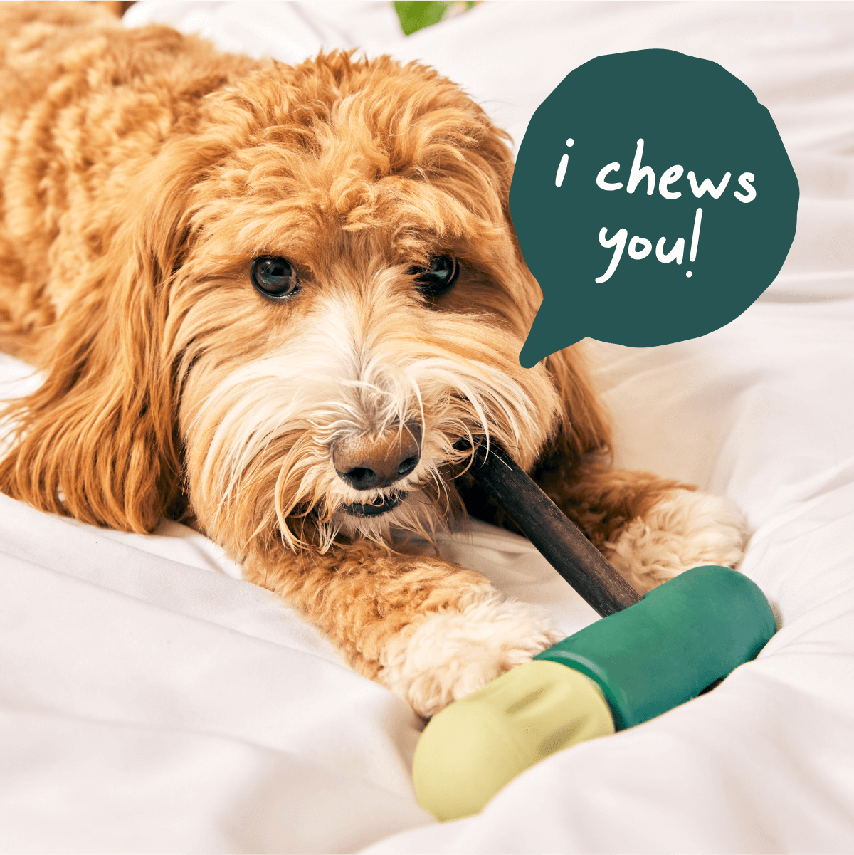 Ultimate Power Chewer Pack