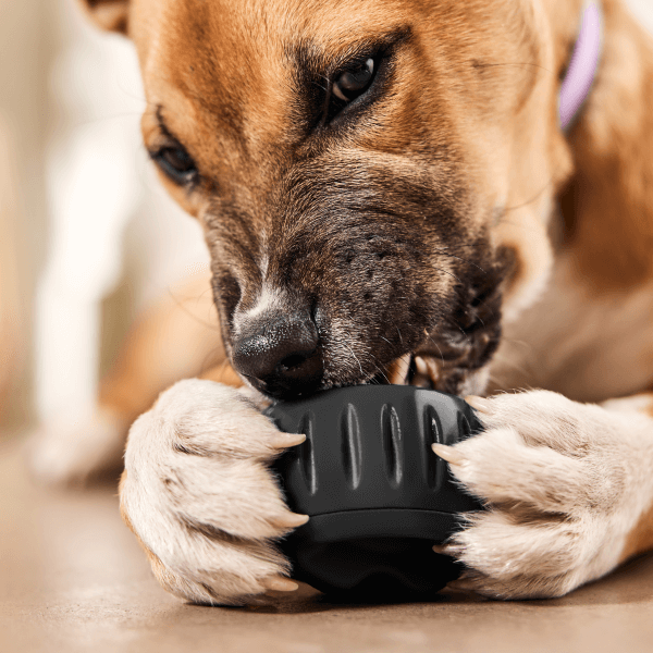Ultimate Power Chewer Pack