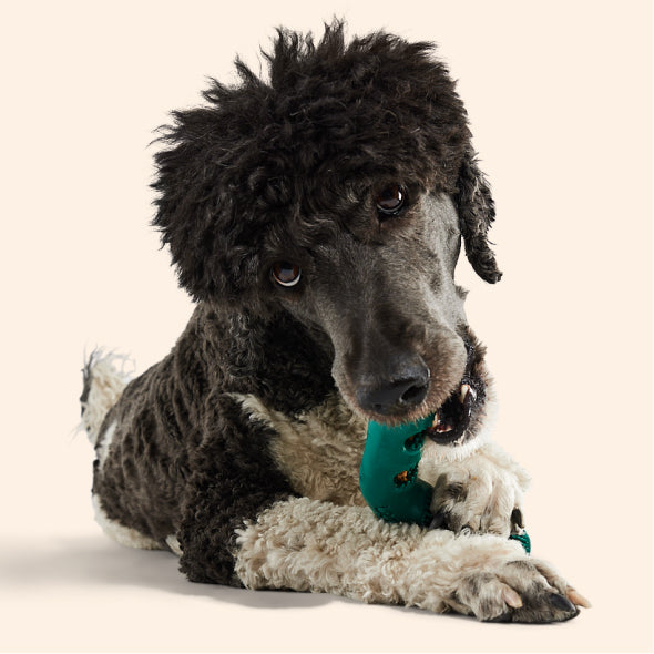 Dog chewing the toy while its owner watches