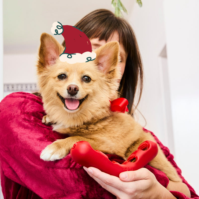 Smiling dog in a Santa hat held by its owner, with the red Jolly Bite n' Brush toy