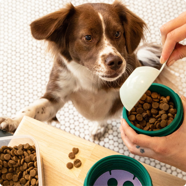 Forager Holiday 10/3 – Woof
