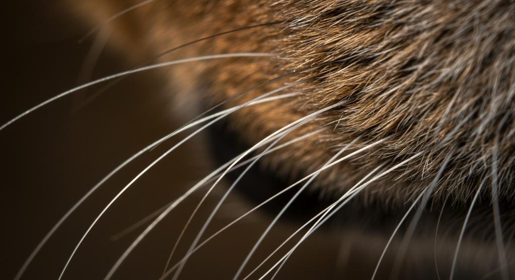 A close-up of a dog showing its whiskers